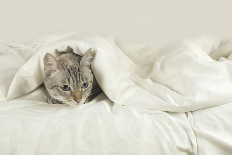 猫星人必备，全拆可洗床垫让你远离毛毛烦恼